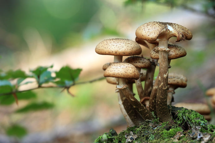 The Science of Mushroom Immunity and Its Benefits