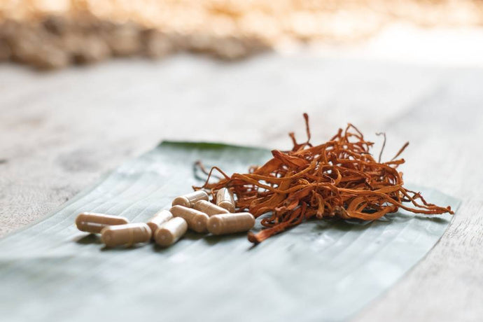 What are the Benefits of Cordycep Mushrooms?